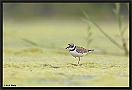 Kleine Plevier, Little Ringed Plover, Charadrius dubius Location: Goor, the Netherlands kleine plevier DSC 0149-02 kopie